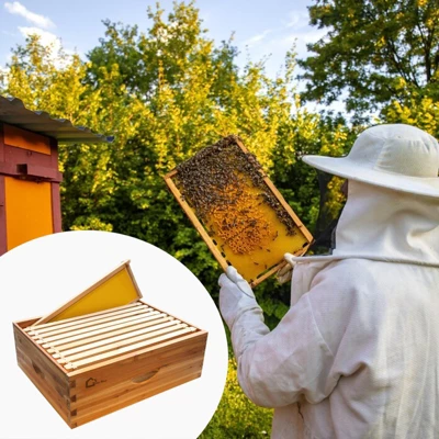 Bee Hive, 10 Frame Medium Super Langstroth Hive Box - Beeswax Dipped With Frames & Wax Foundations For Beekeeping 9 Bee Hive, 10 Frame Medium Super Langstroth Hive Box - Beeswax Dipped With Frames & Wax Foundations For Beekeeping - Image 7